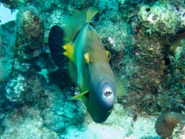 White Spotted Filefish IMG 7083